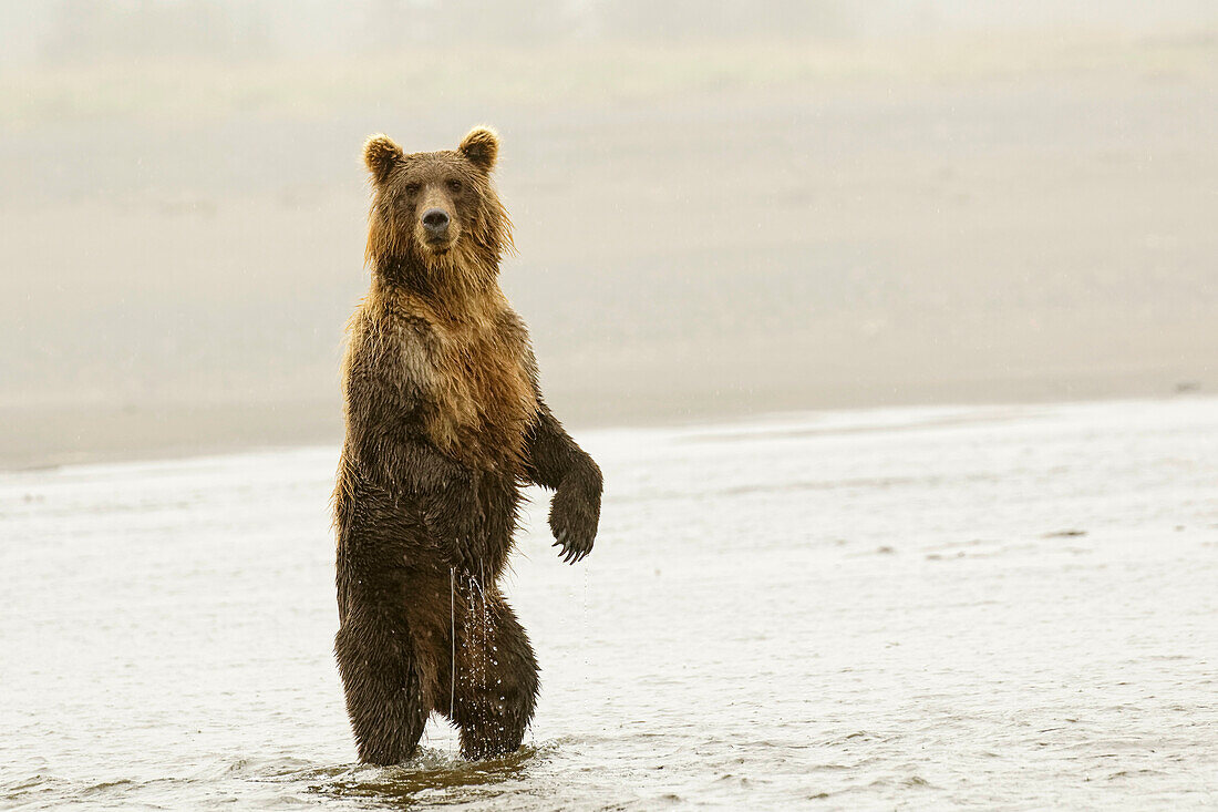 Aufrecht stehender Braunbär, Silver Salmon Creek, Lake Clark National Park, Alaska.