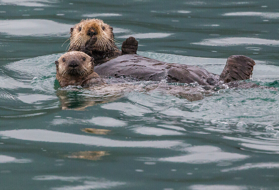 Seeotter und Jungtier, Icy Strait, Alaska, USA