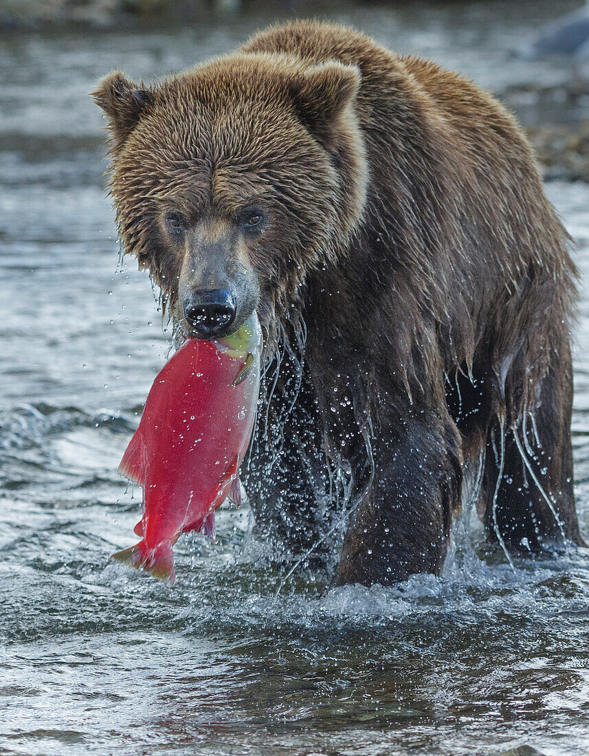 Braunbär beim Angeln, Katmai National Park, Alaska, USA