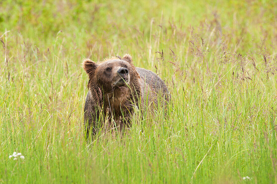 Braunbär, Katmai-Nationalpark, Alaska, USA