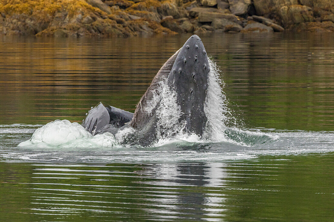 USA, Alaska, Tongass National Forest. Humpback whale lunge feeds