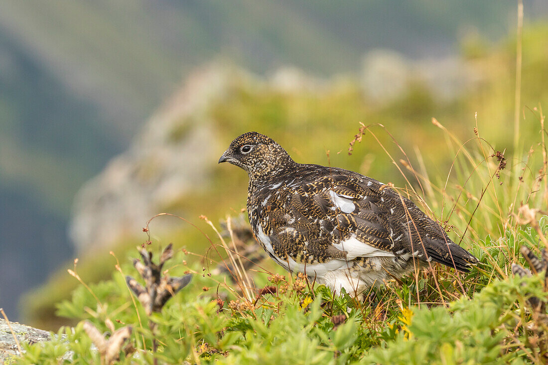 USA, Alaska, Tongass-Nationalforst. Alpenschneehuhn im Sommergefieder