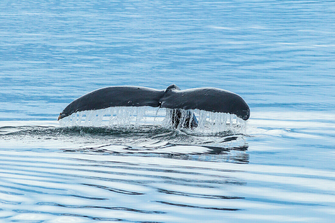 USA, Alaska, Tongass National Forest. Buckelwal beim Tauchen