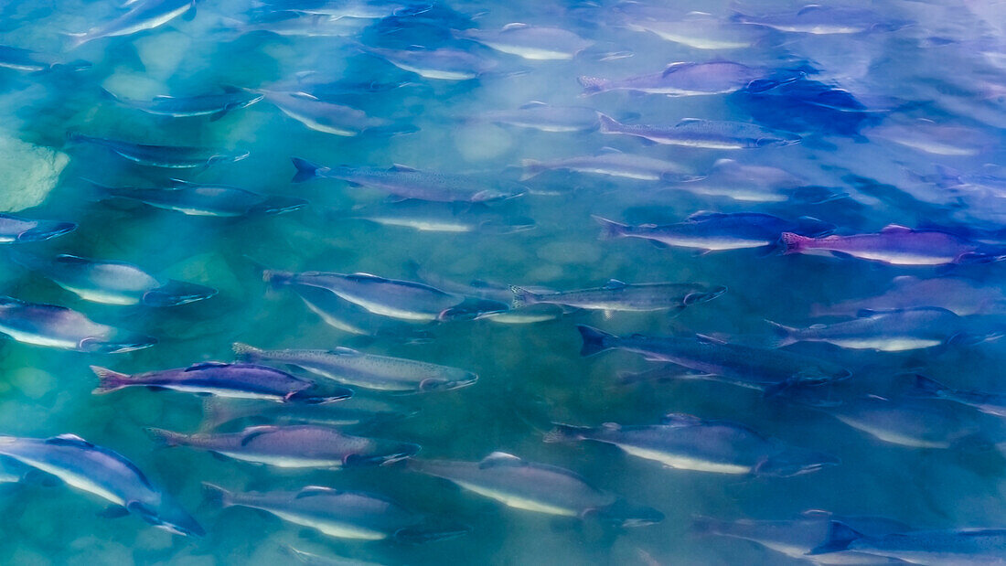 USA, Alaska, Potter's Marsh. Salmon spawning