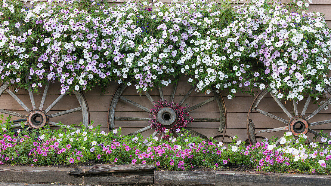 USA, Alaska, Chena Hot Springs. Flowers and wagon wheels