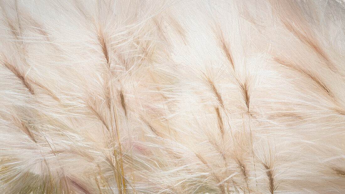 USA, Alaska, Arctic. Abstract of foxtail barley