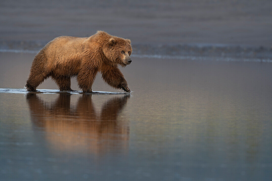 USA, Alaska, Lake Clark-Nationalpark. Grizzlybärensau auf der Suche nach Muscheln bei Sonnenaufgang.