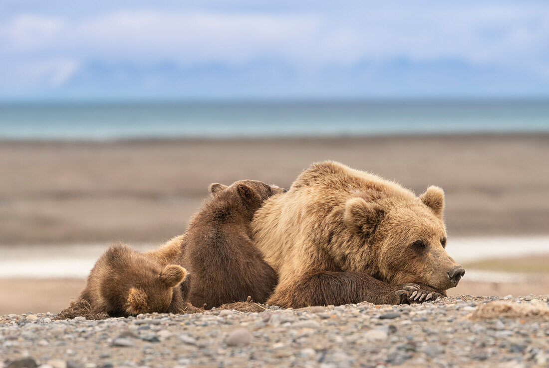 USA, Alaska, Lake Clark National Park. Grizzly bear sow resting with cubs.