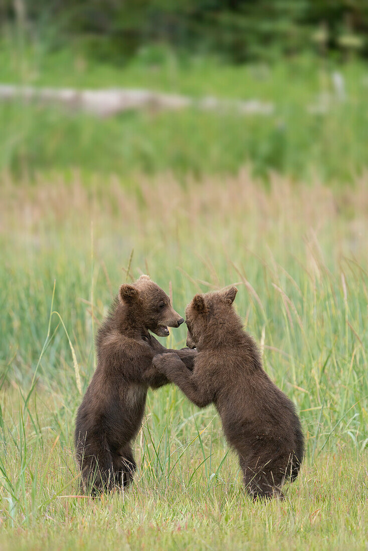 USA, Alaska, Clarksee-Nationalpark. Grizzlybärenjunge spielen.