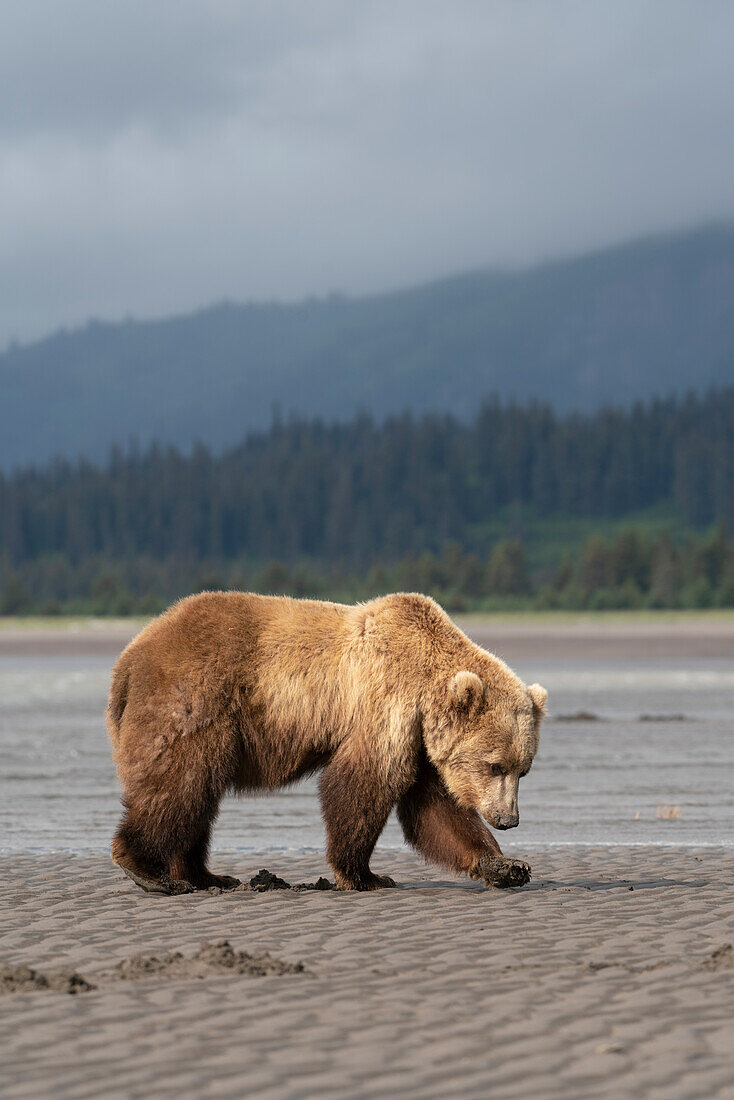 USA, Alaska, Clarksee-Nationalpark. Grizzlybärensau beim Graben nach Muscheln bei Sonnenaufgang.