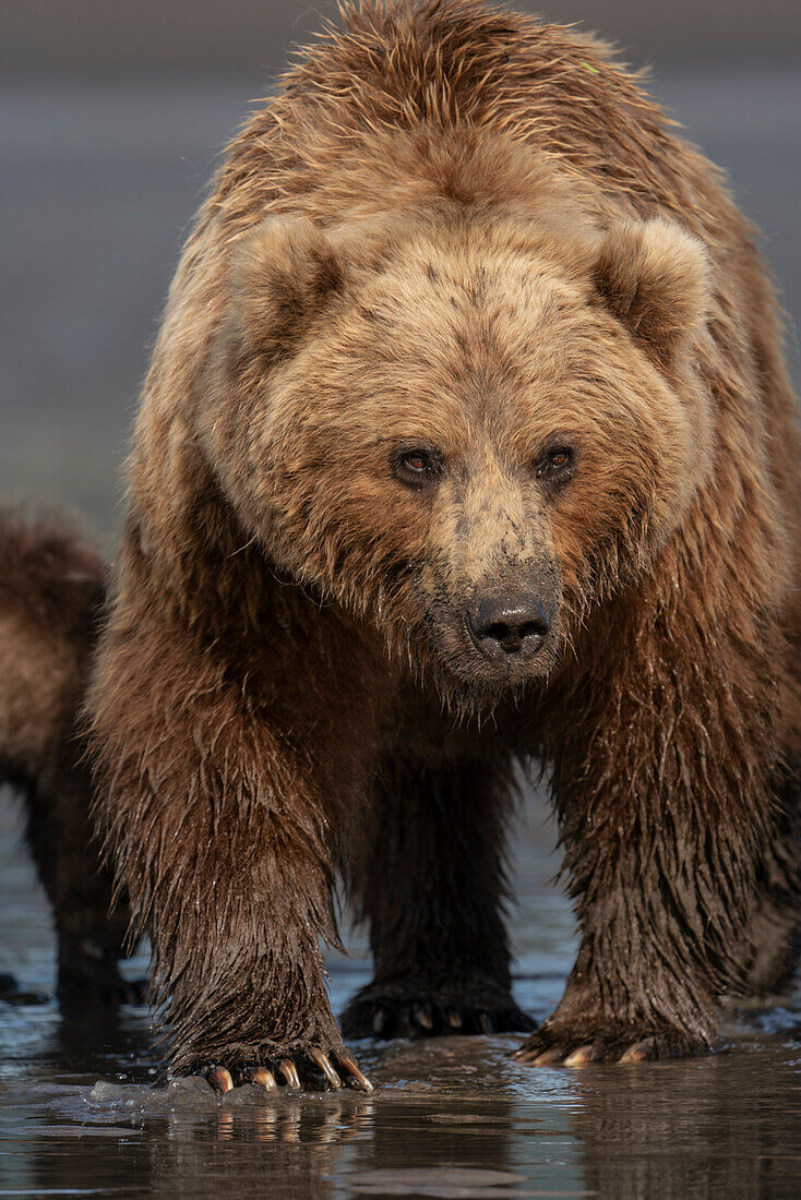 USA, Alaska, Lake Clark National Park. Grizzlybären-Sau in Nahaufnahme.