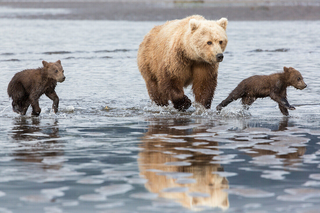 Küsten-Grizzlybär (Ursus Arctos), Mutter und Jungtiere laufen über eine Schlammfläche, Lake Clark National Park, Alaska.