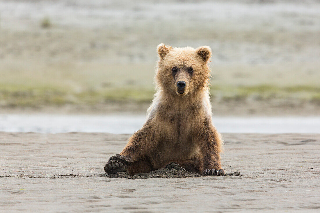 Unreifer Küstengrizzlybär (Ursus Arctos) sitzt am Strand. Clarksee-Nationalpark, Alaska.