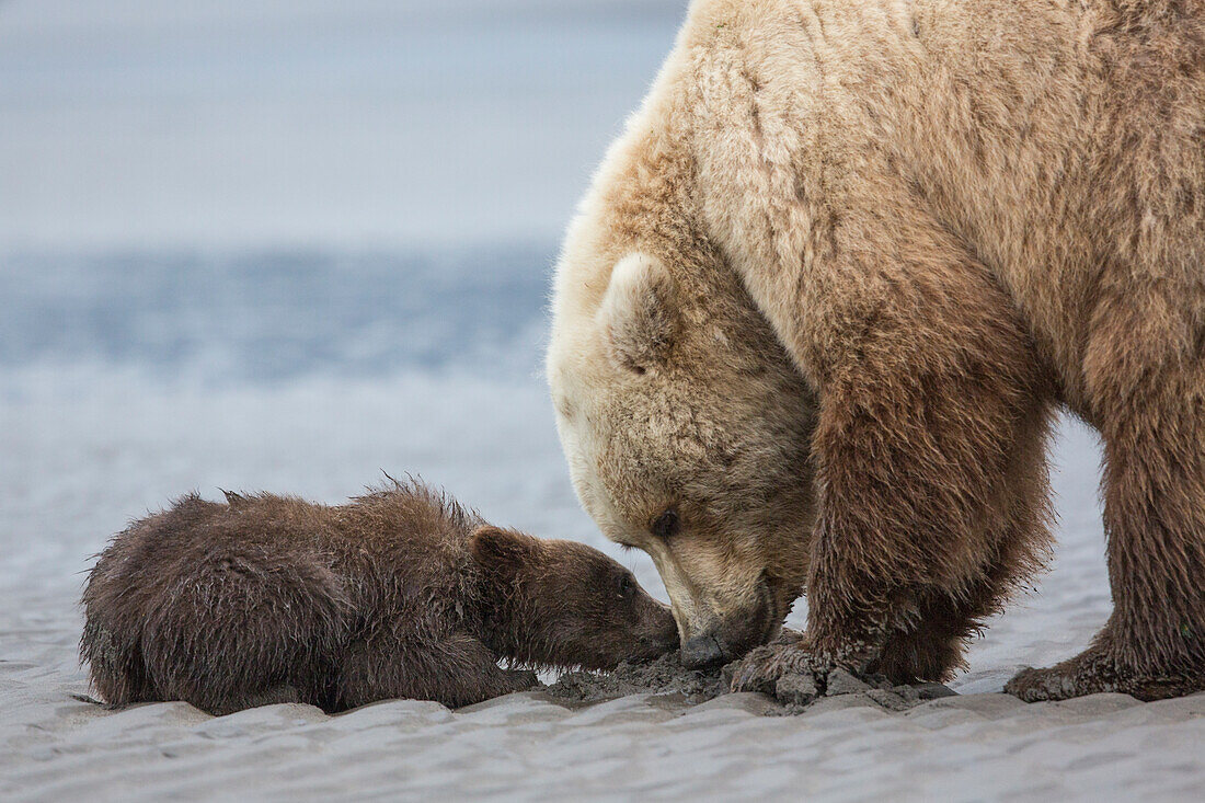 Küsten-Grizzlybärjunges (Ursus Arctos) bettelt bei seiner Mutter um eine Muschel. Lake Clark-Nationalpark, Alaska.