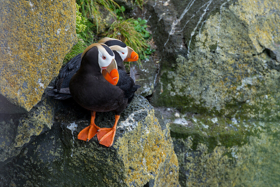 Alaska, Pribilof Islands, Saint Paul. Tufted puffin aka crested puffins (Fratercula Cirrhata) along remote bird cliffs.