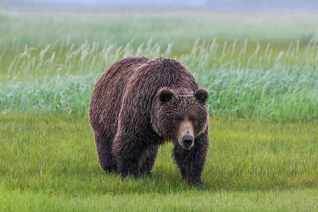 USA, Alaska, Katmai National Park, Hallo Bay. Coastal Brown Bear, Grizzly, Ursus Arctos. Walking on sedges in a saltwater marsh.