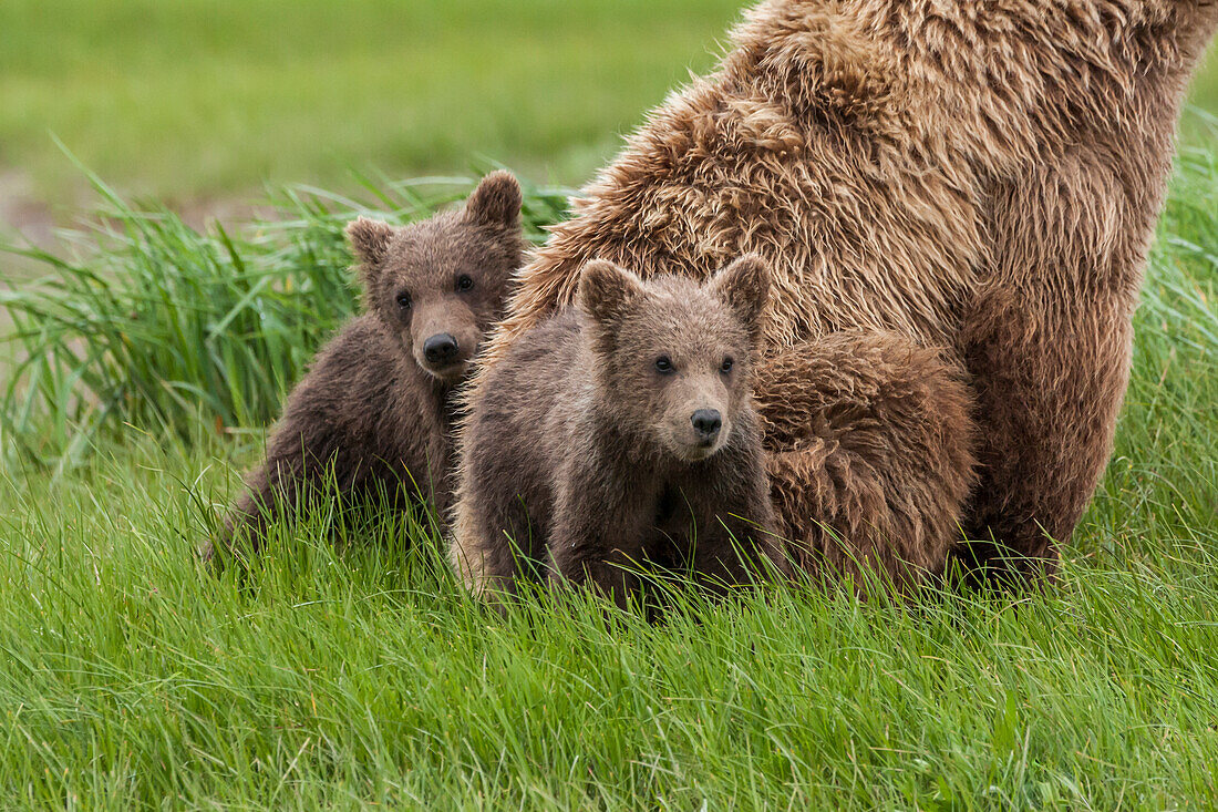USA, Alaska, Katmai-Nationalpark, Hallo Bay. Küstenbraunbär, Grizzly, Ursus Arctos. Grizzlybär-Zwillingsbabys, die von ihrer Mutter beschützt und behütet werden.