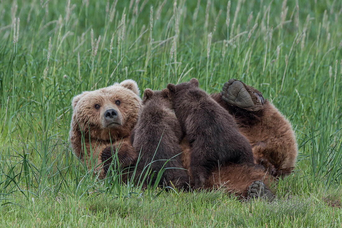 USA, Alaska, Katmai National Park, Hallo Bay. Coastal Brown Bear, Grizzly, Ursus Arctos. Grizzly bear mom nursing twin spring cubs while laying in sedges and grass.