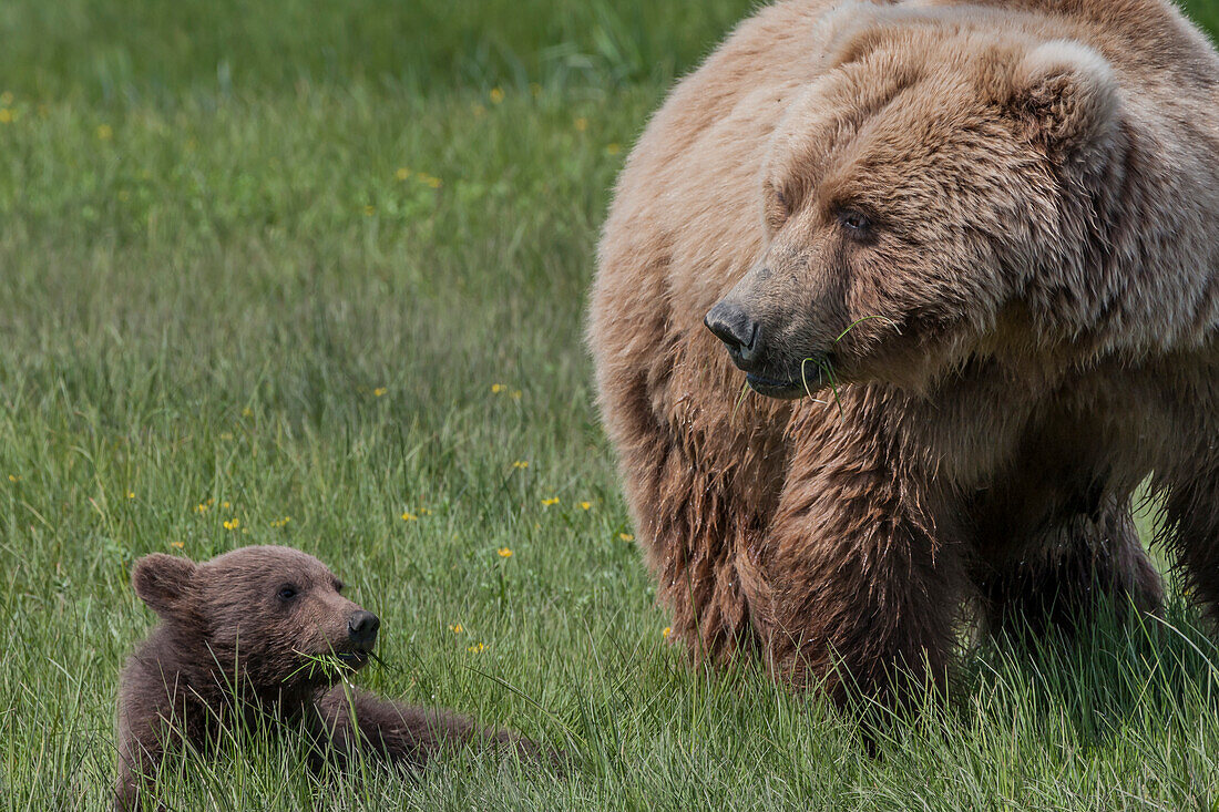 USA, Alaska, Katmai National Park, Hallo Bay. Coastal Brown Bear, Grizzly, Ursus Arctos. Grizzly bear mother eating sedges with her spring cub.