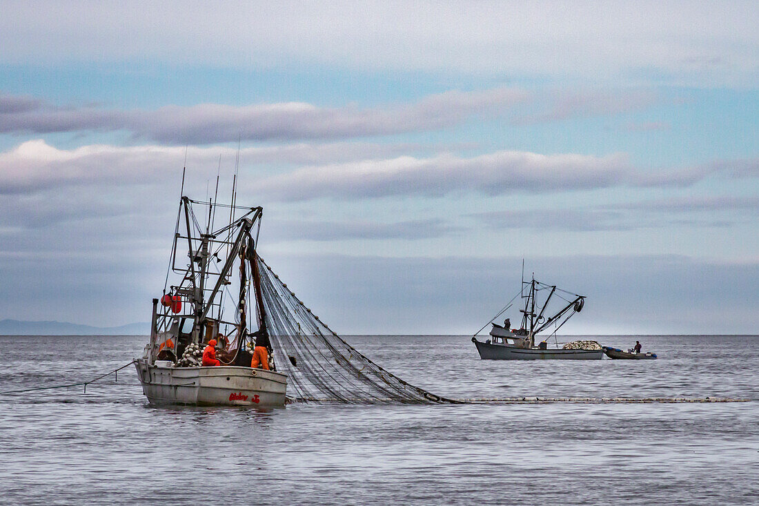 USA, Alaska, Kodiak, Chiniak Bay. Commercial fishing for salmon near a beach on Kodiak Island.
