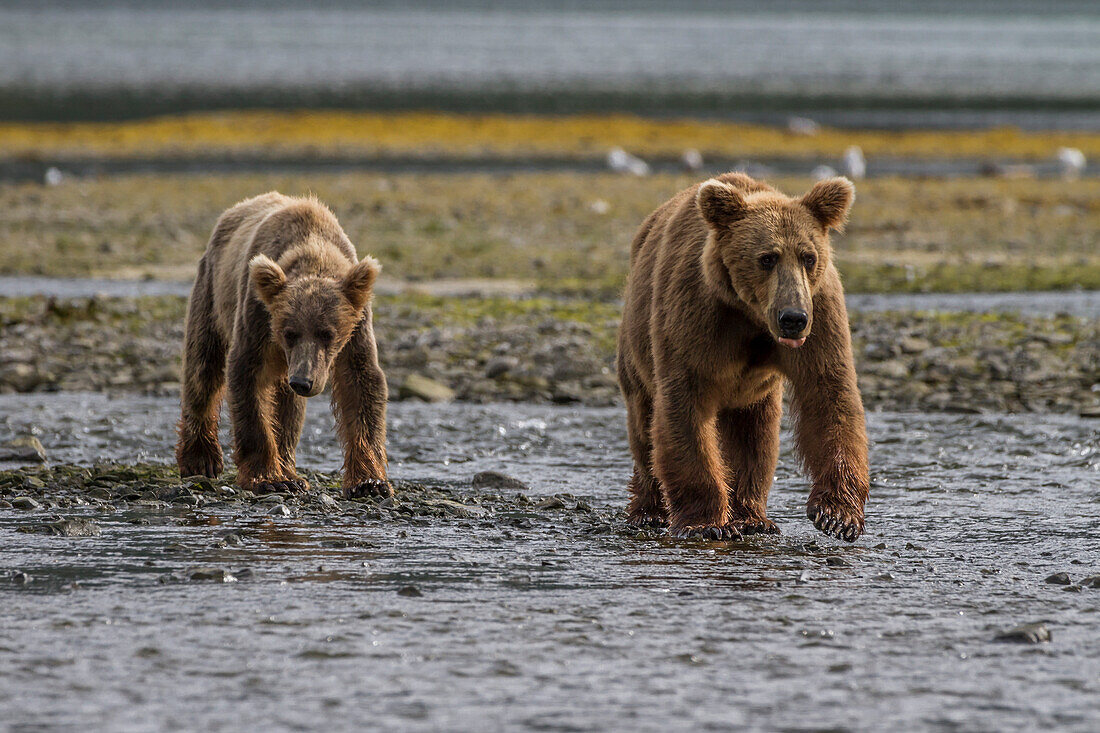 USA, Alaska, Katmai-Nationalpark. Grizzlybär, Ursus Arctos, Mutter mit einem älteren Jungtier auf der Suche nach Lachsen in Geographic Harbor.