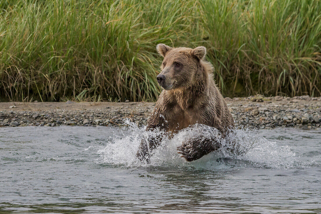 USA, Alaska, Katmai-Nationalpark. Grizzlybär, Ursus Arctos, bei der Jagd nach Lachsen in einem Fluss im Geographic Harbor.