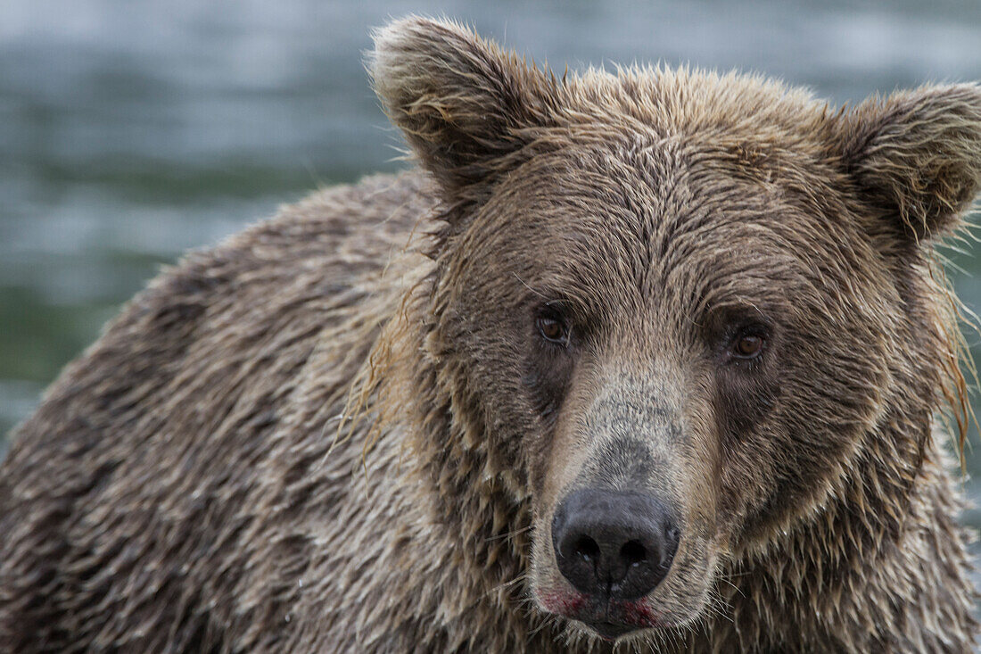 USA, Alaska, Katmai-Nationalpark. Nahaufnahme von Grizzlybär, Ursus Arctos, im Geographic Harbor.