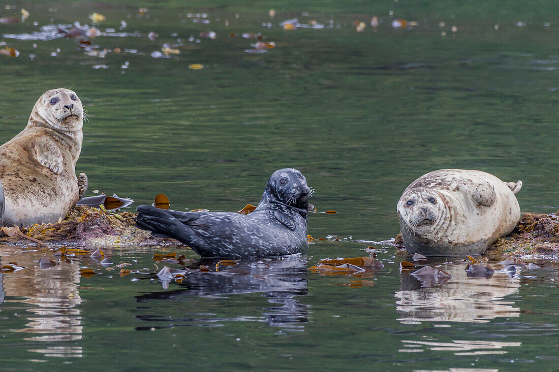 USA, Alaska, Katmai-Nationalpark. Hafenrobbe, Phoca Vitulina, ruhend auf mit Seegras bewachsenen Felsen in der Kinak Bay.