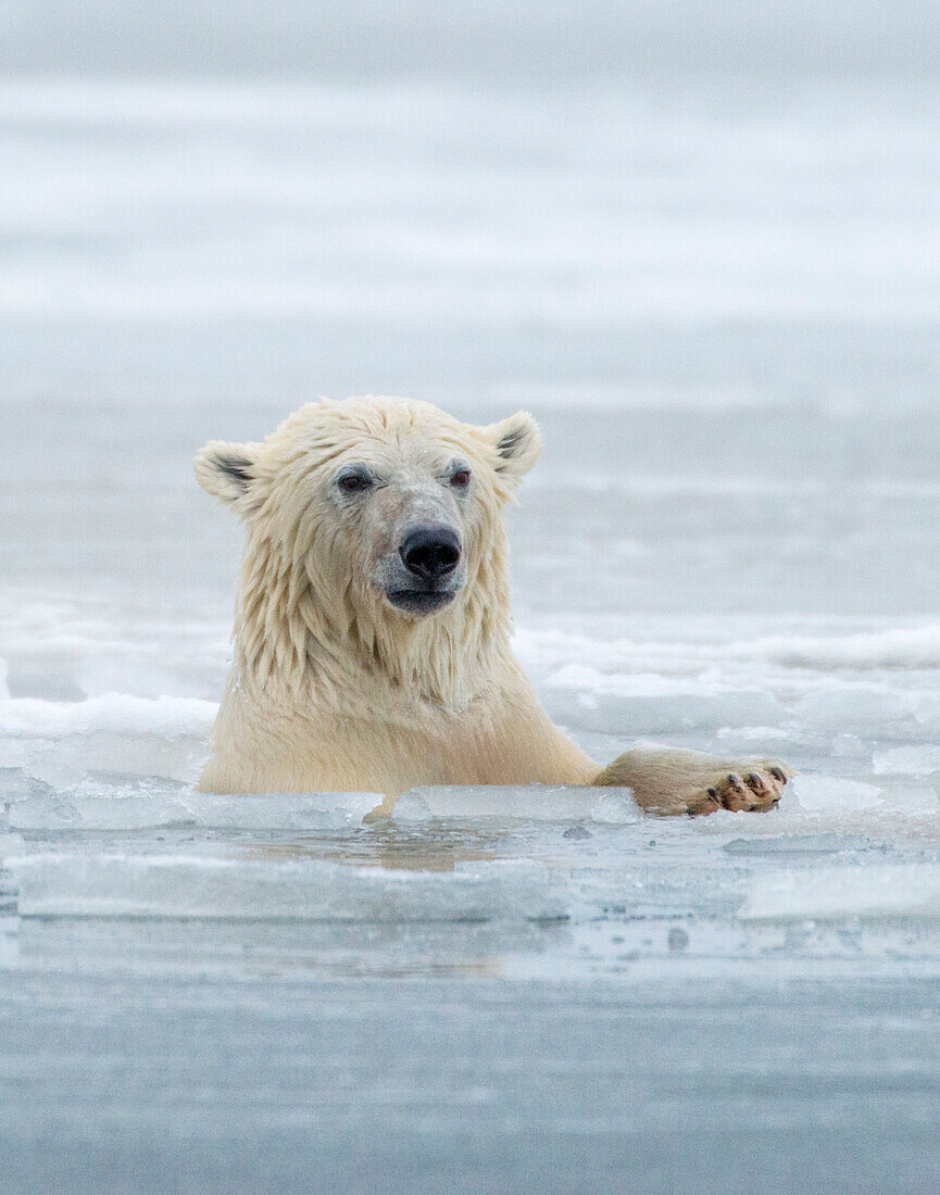 Eisbären in der Nähe von Kaktovic, Alaska