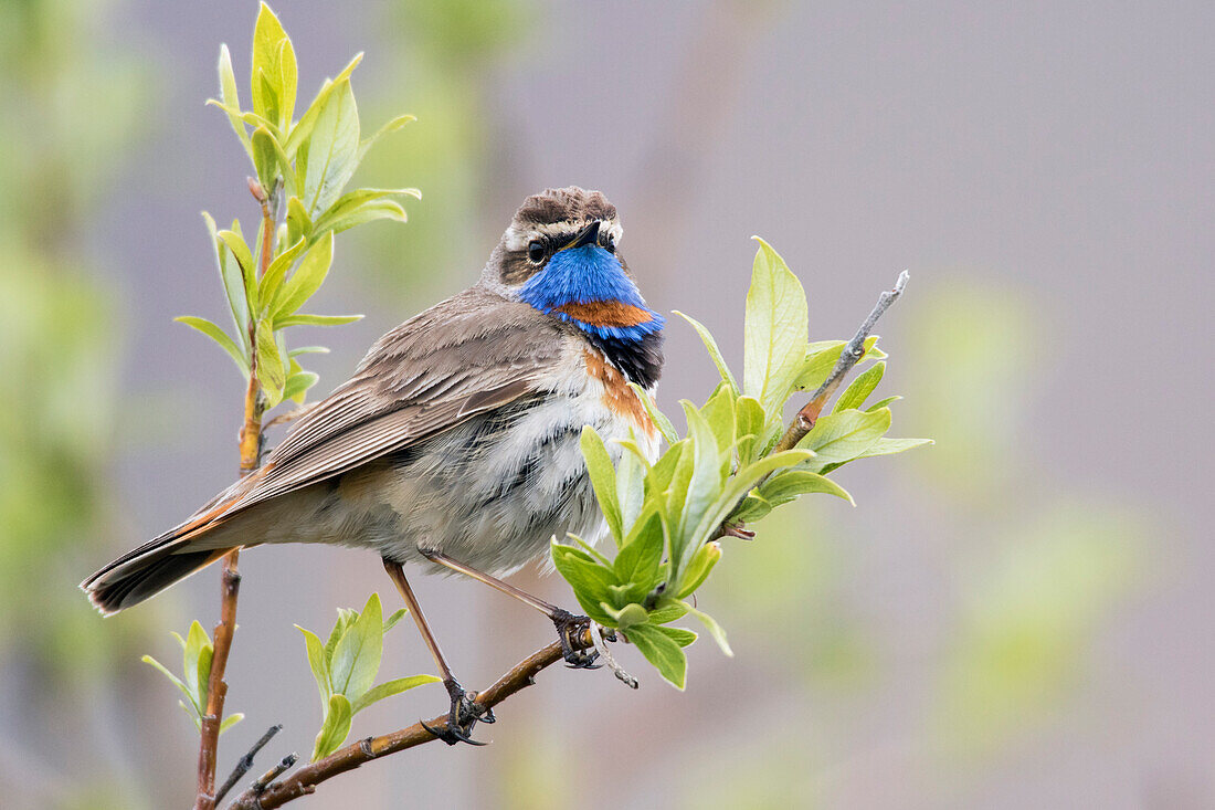 Blaukehlchen