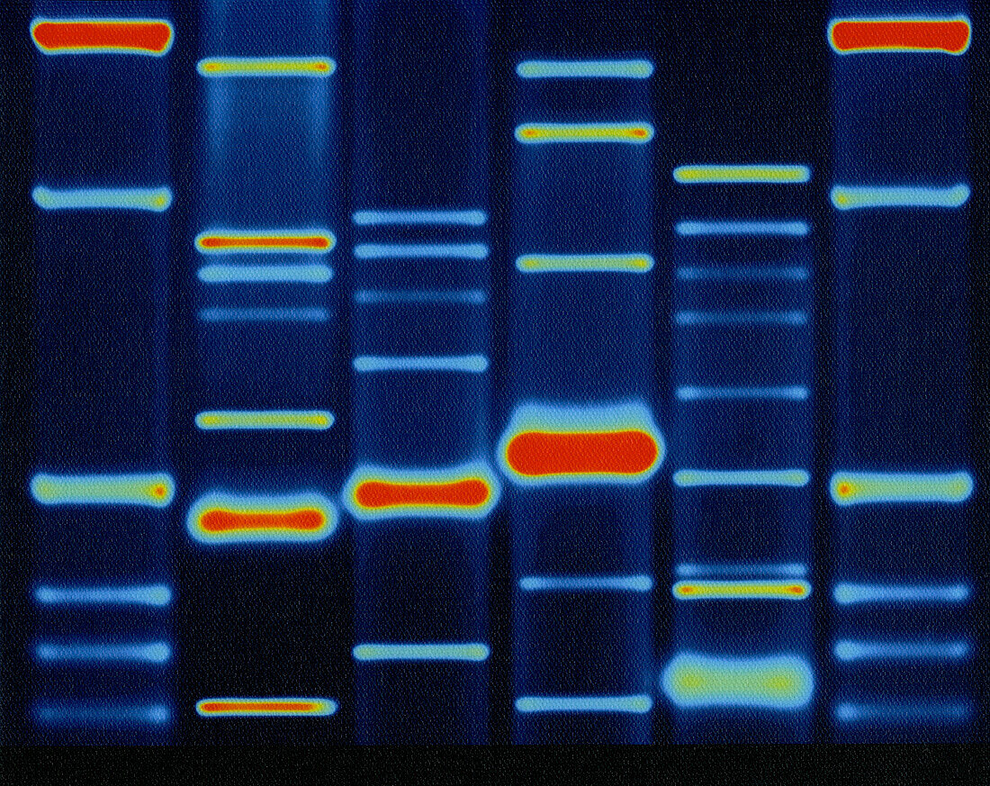 DNA configuration