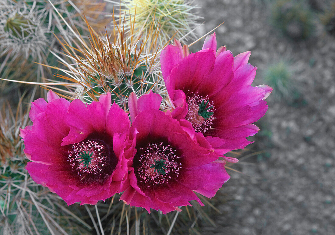 Blühender Igelkaktus (Echinocereus engelmannii), Saguaro National Park, Arizona, USA