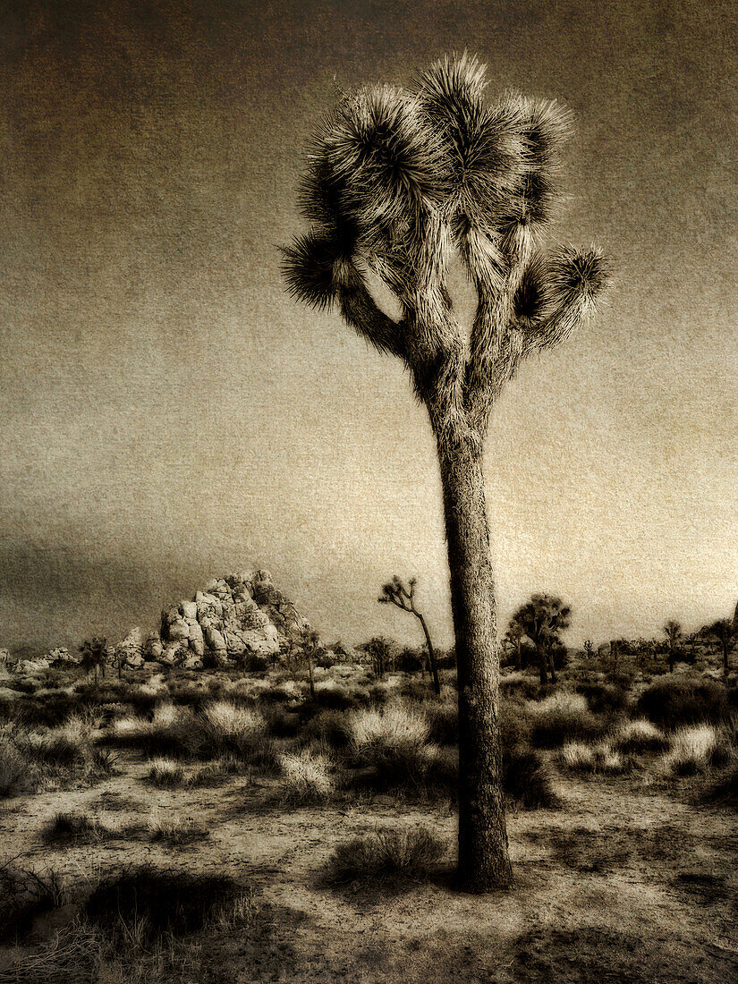 USA, Kalifornien, Joshua Tree National Park, Morgendämmerung und Joshua-Bäume (Sepia mit Texturüberlagerung)