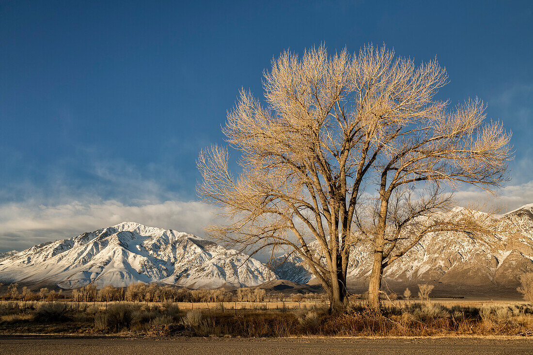 USA, Kalifornien, Bishop, Mount Tom und ein Cottonwood-Baum bei Sonnenaufgang im Round Valley