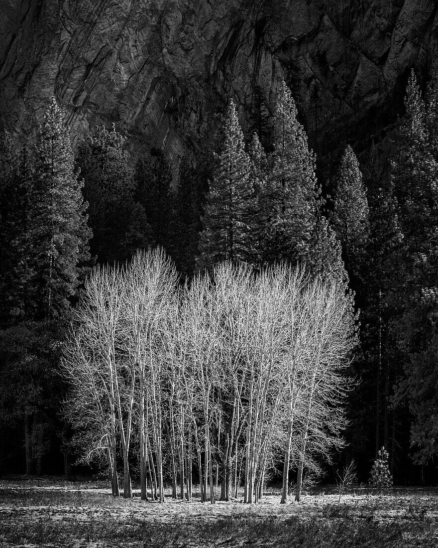 USA, California, Yosemite National Park, Ahwahnee Meadow cottonwood trees