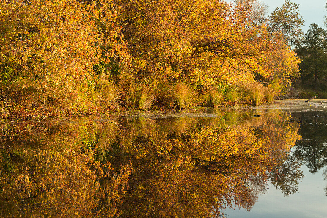 Morgendlicher Blick auf die Uferlinie des American River und die Reflektion der Herbstfarben vom Kajak aus, Sacramento, Kalifornien