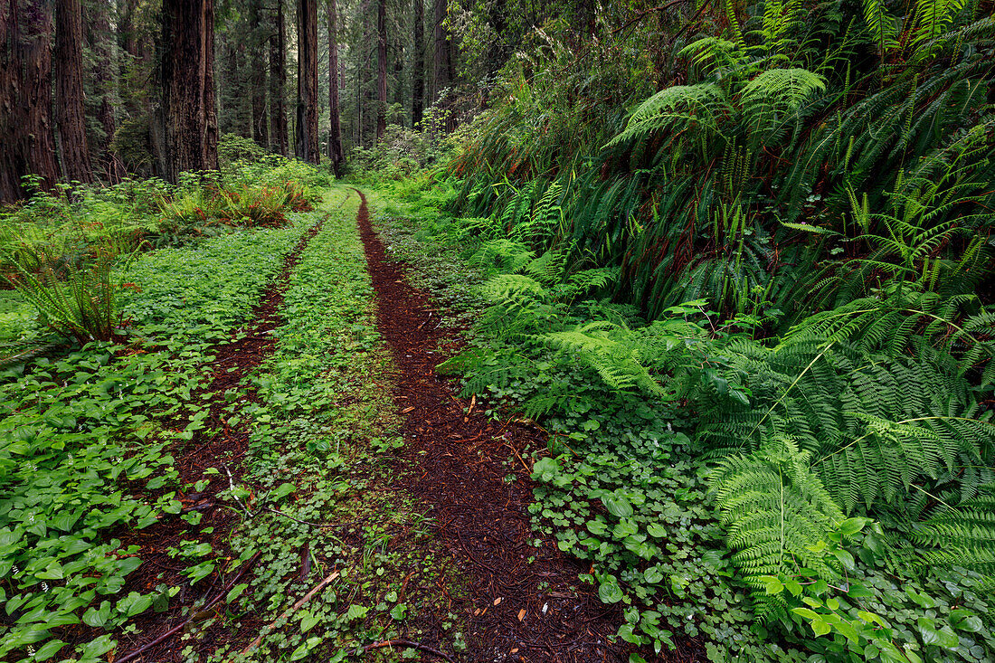 Pathway through ferns and redwood trees, Del Norte Coast Redwoods State Park, Damnation Creek Trail, California