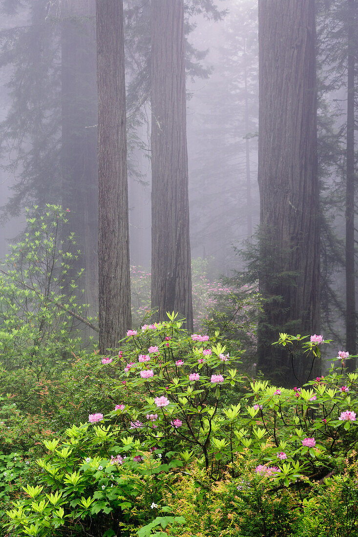 Redwood trees and Pacific Rhododendron in fog, Redwood National Park, California