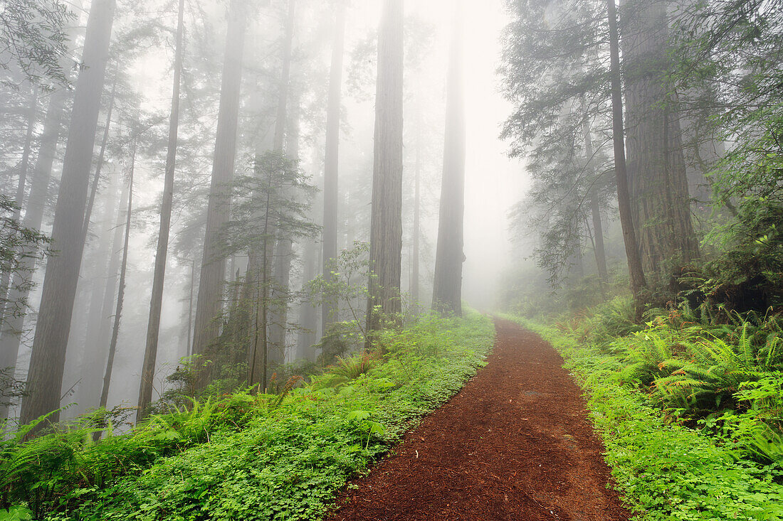 Fußweg durch Redwood-Bäume im Nebel. Redwood-Nationalpark, Kalifornien