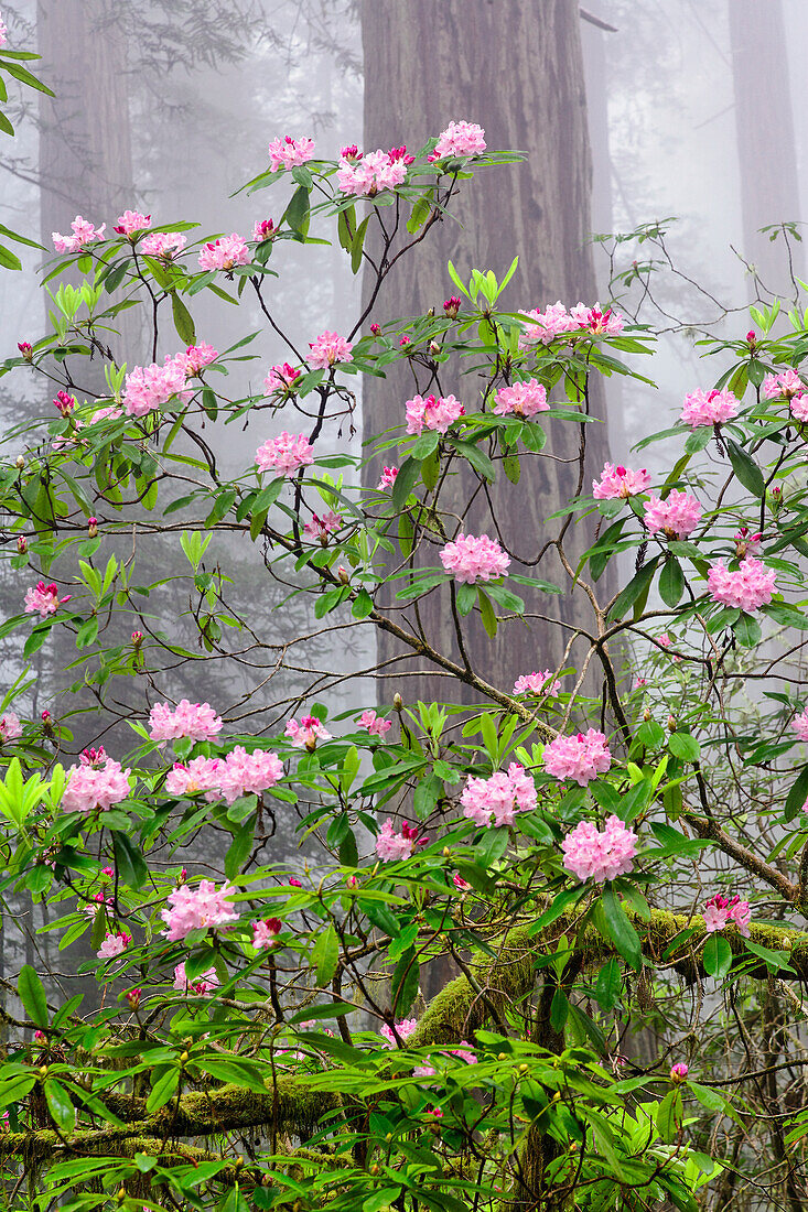 Pacific Rhododendron in foggy redwood forest, Redwood National Park.