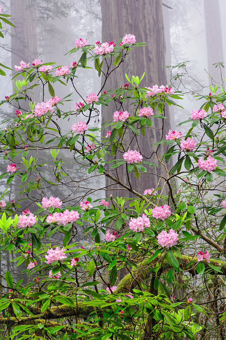 Pazifischer Rhododendron im nebligen Redwood-Wald, Redwood National Park.