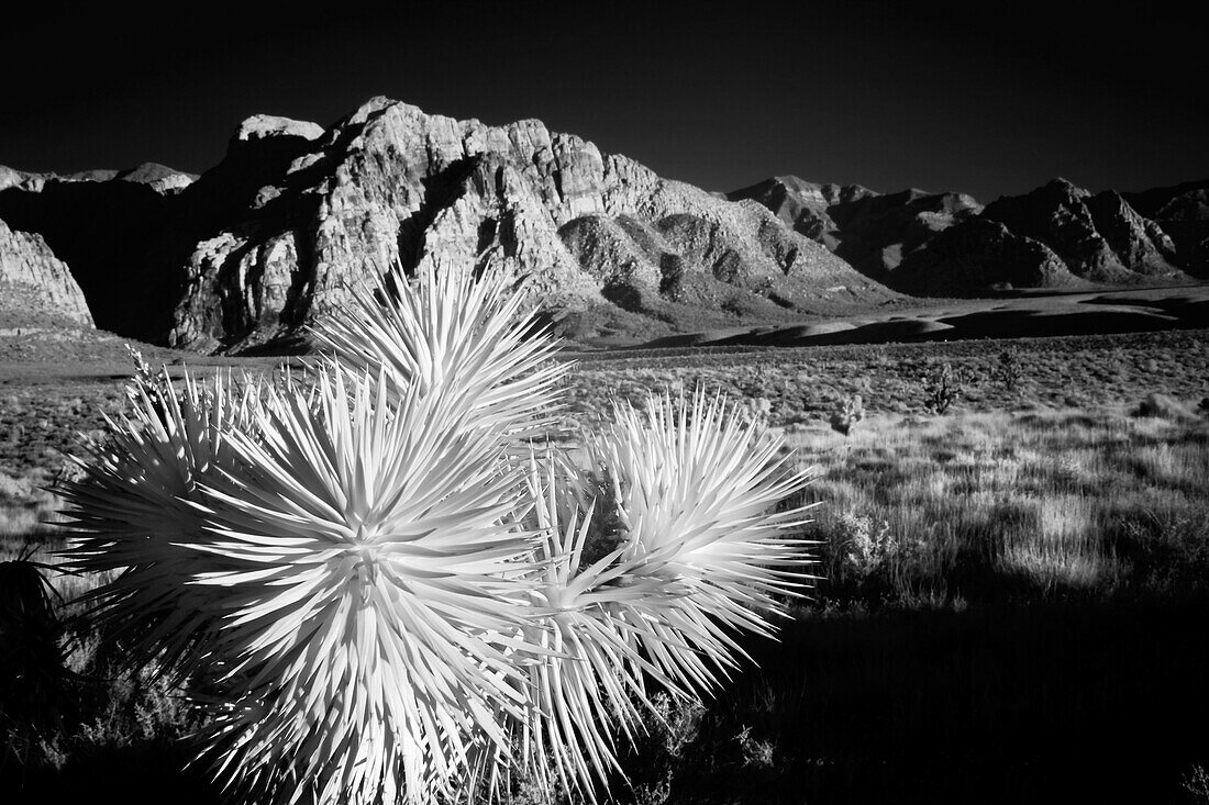 Joshua tree, Mojave Desert, California