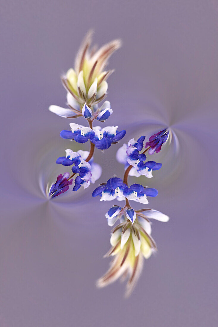 Lupine flower, Napa Valley, California