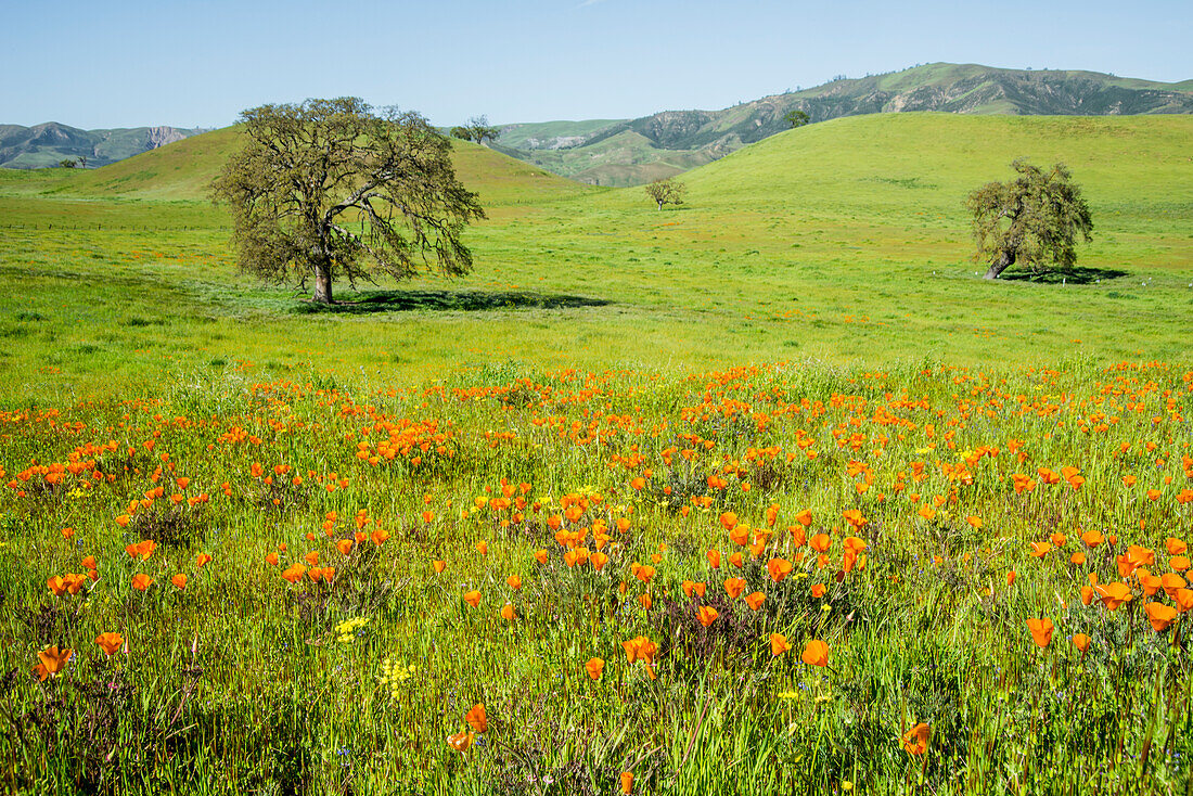 USA, California. No Water No Life, California Drought Expedition 4, route 25, west of Diablo Mountain Range, north of Pinnacle National Park, California Poppies