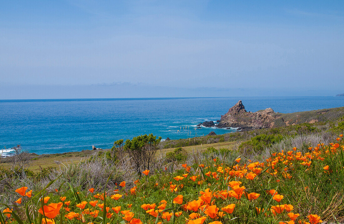 California Poppies, Big Sur, California, USA