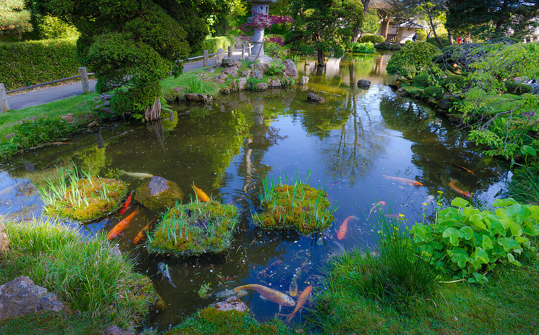 Koi-Teich, Japanischer Teegarten, Golden Gate Park, San Francisco, Kalifornien, USA