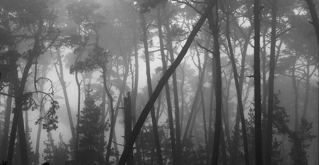 Coastal mist softens the graceful lines of Monterey pines. They are part of a larger grove lining a ridge on the Monterey Coast, California, USA.