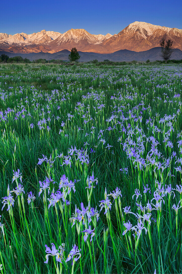USA, Kalifornien, Sierra Nevada-Gebirge. Blühende Wilde Schwertlilie im Owens Valley
