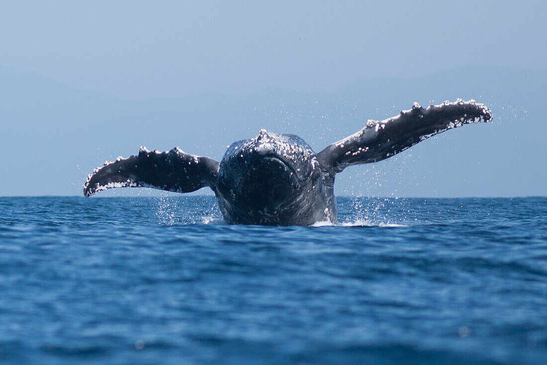 USA, California, La Jolla. Humpback whale breaching