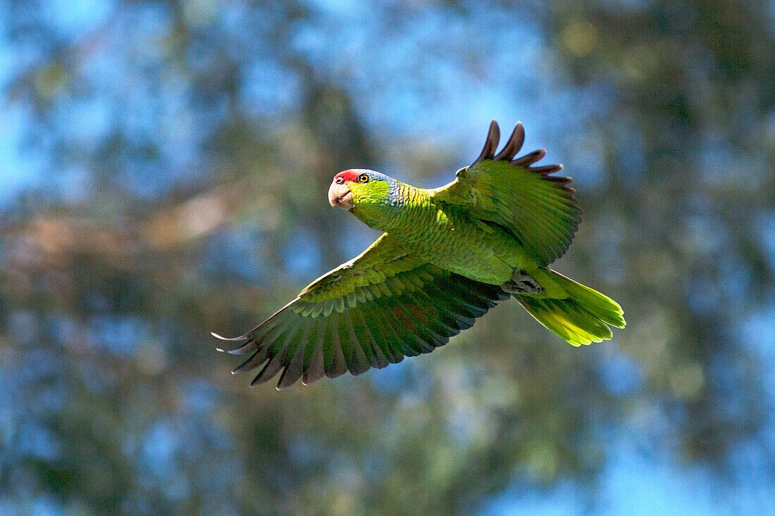 USA, Kalifornien, San Diego. Wilder Papagei im Flug